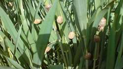 آغاز سمپاشی توأم سن مادر و علف‌های هرز در مزارع گندم و جو روستاهای ملایر